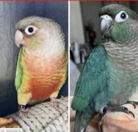 Lost Conure