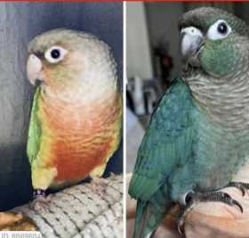 Lost Conure