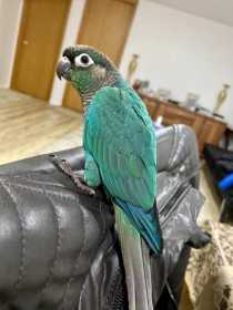 Lost Conure