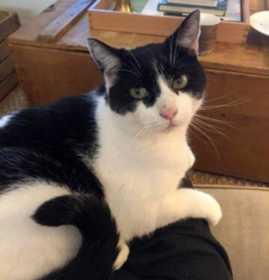 Lost Cat