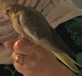 Lost Cockatiel