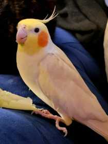 Lost Cockatiel