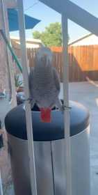 Lost African Grey