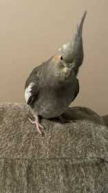 Lost Cockatiel