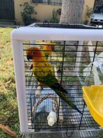 Lost Conure