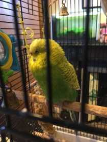 Lost Budgerigar