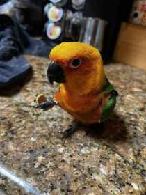 Lost Conure