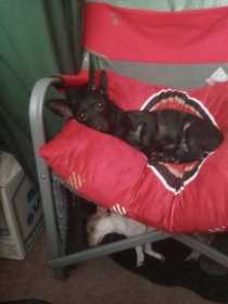 Lost Dog