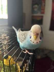 Lost Budgerigar