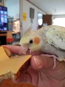 Lost Cockatiel