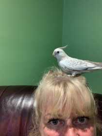 Lost Cockatiel