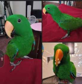 Lost Eclectus