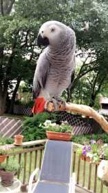 Lost African Grey