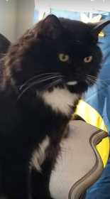 Lost Cat