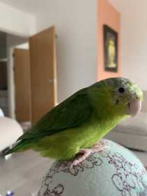 Lost Parrotlet