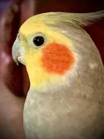 Lost Cockatiel