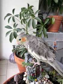 Lost Cockatiel