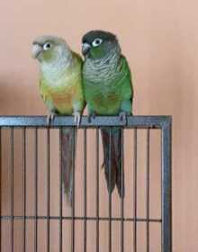 Lost Conure