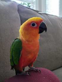 Lost Conure