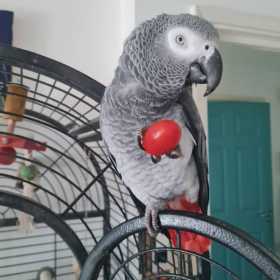 Lost African Grey