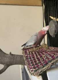 Lost Galah Cockatoo