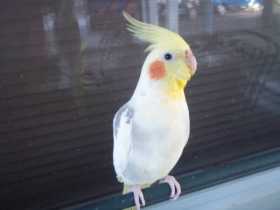 Lost Cockatiel