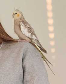 Lost Cockatiel