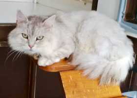 Lost Cat
