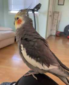 Lost Cockatiel