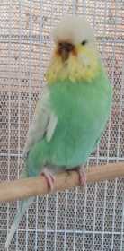 Lost Budgerigar