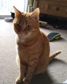 Lost Cat