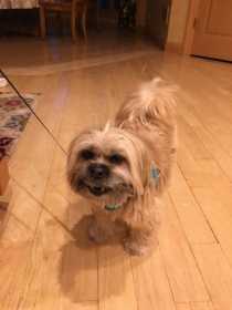 Lost Dog