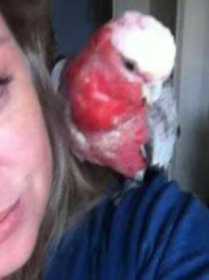 Lost Galah Cockatoo