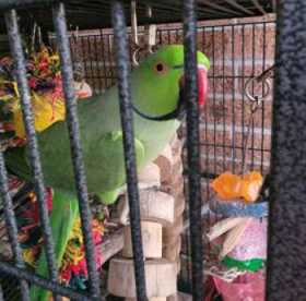 Lost Indian Ringneck Parakeet