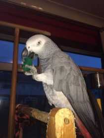 Lost African Grey