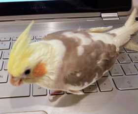 Lost Cockatiel