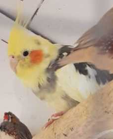 Lost Cockatiel