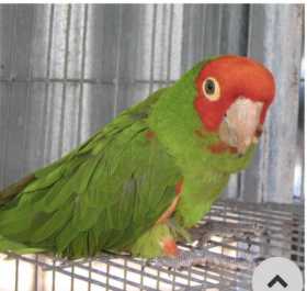 Lost Conure