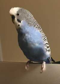 Lost Parakeet