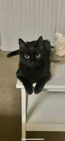 Lost Cat