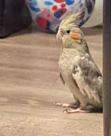 Lost Cockatiel