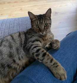 Lost Cat