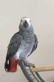 Lost African Grey