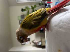 Lost Conure