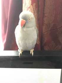 Lost Indian Ringneck Parakeet