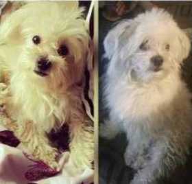 Lost Dog