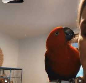 Lost Eclectus