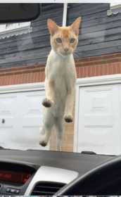 Lost Cat