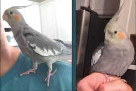 Lost Cockatiel