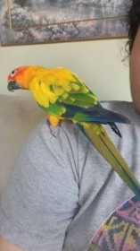 Lost Conure